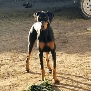 Meet your Posher, Jesse